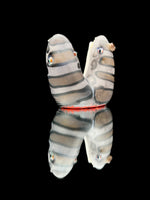 Trapper Studios Polycephaly Leopard Shark Rig