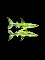 Mako Glass Shark Dry Pipe