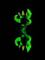 Salty Combo Pk Down payment